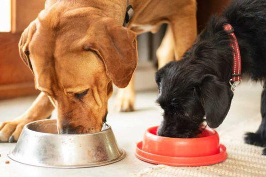 Customizing Canine Nutrition: Understanding Food for Small vs. Large Breeds