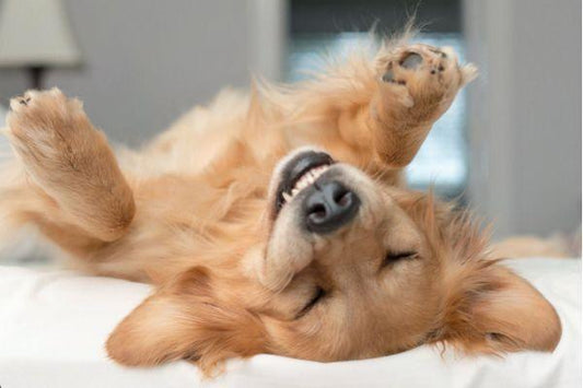Understanding Your Dog's Back-Sleeping Habits: Comfort, Trust, and Health