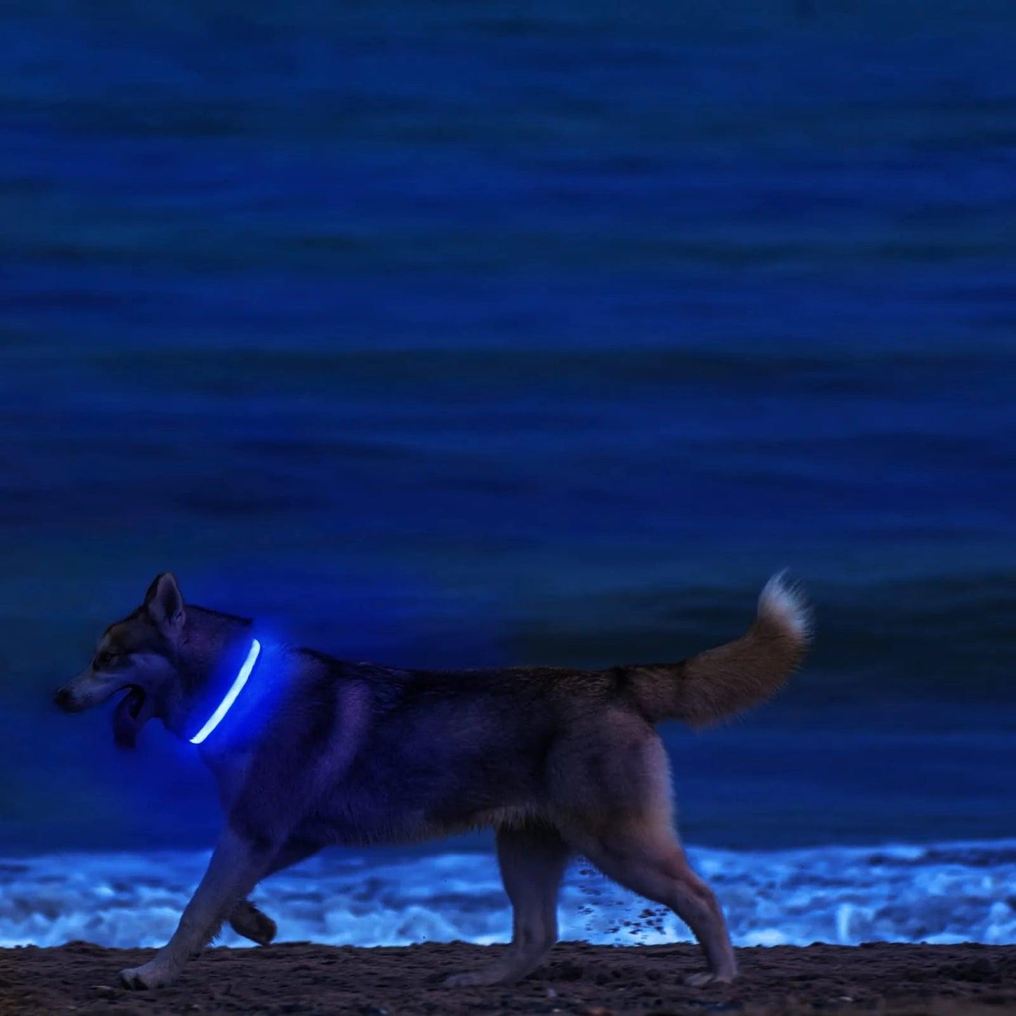 USB Rechargeable LED Dog Collar with 3 Modes - MR. GIFT