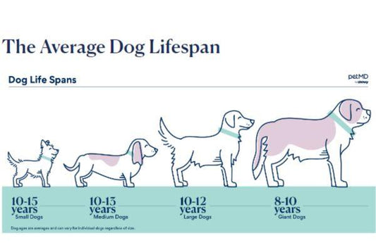 Exploring the Lifespan of Dogs: What Determines Their Years?