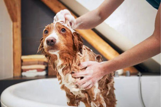Finding the Perfect Bathing Frequency for Your Furry Companion