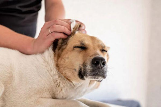 How do I clean my dog’s ears?