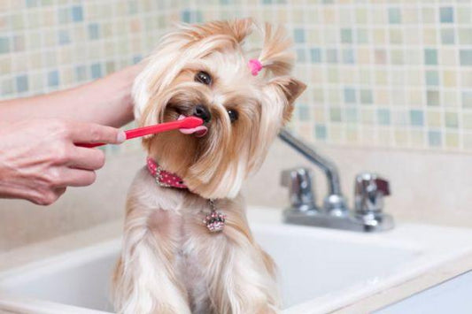 How to Effectively Brush Your Dog's Teeth at Home: A Comprehensive Guide