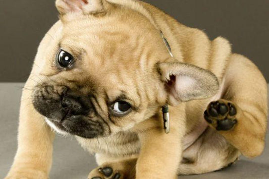 How to Effectively Protect Your Puppy from Common Parasites