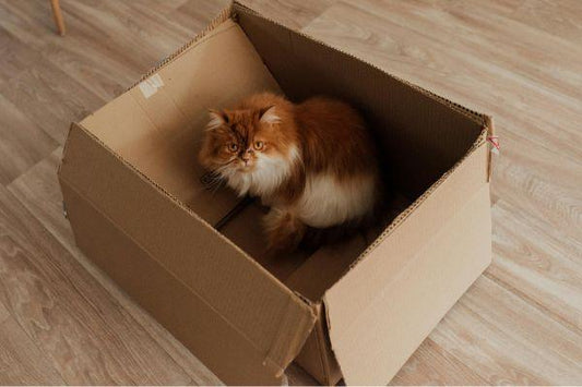 The Fascinating Reason Cats Are Obsessed with Boxes